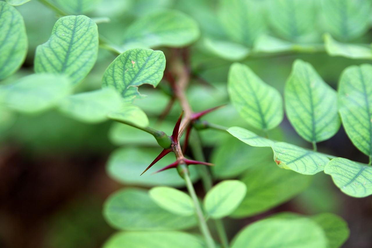 A Holistic Approach to Health - The Philosophy of Life Sciences